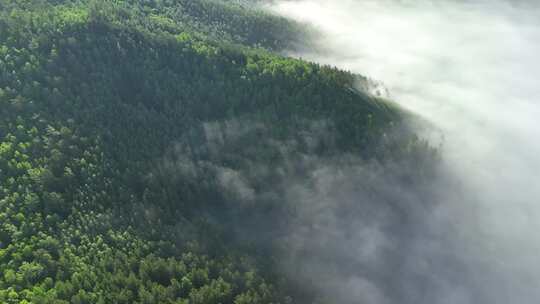 航拍黎明青山森林云海