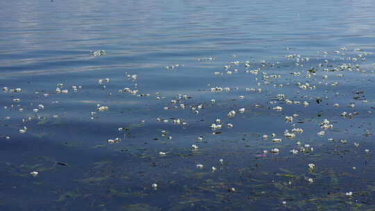 大理洱海丽江海菜花昆明滇池抚仙湖美景