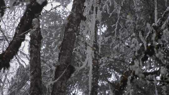 冬季冰雪森林雪景