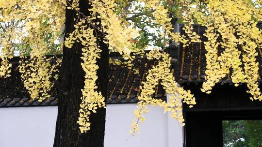 扬州史公祠百年银杏树金黄色落叶