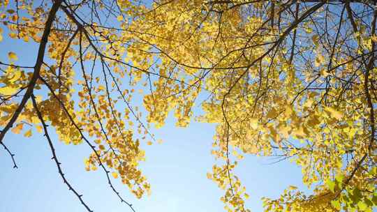 银杏秋天阳光银杏树银杏叶