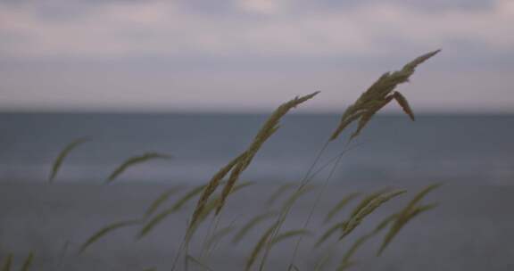 海边芦苇