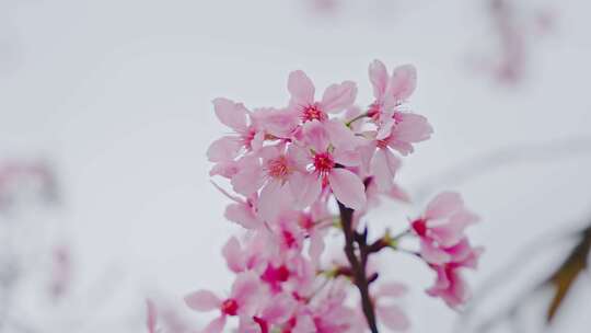 春季粉红樱花特写