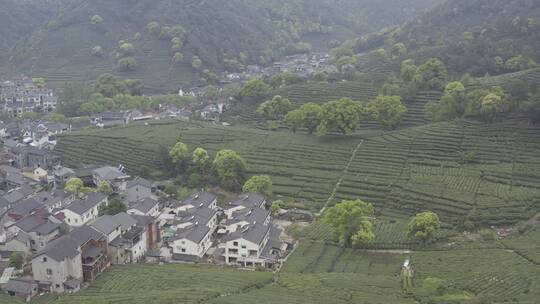 茶茶叶红茶艺采茶泡茶红茶山春茶道茶园农业