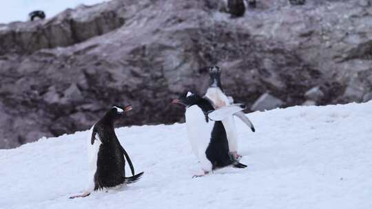 慢动作企鹅奔跑，有趣的小动物与巴布亚企鹅