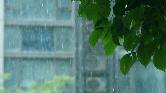 小区下雨，雨中的树叶滴水慢镜头视频素材