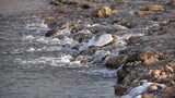 水 河流 小溪 风景 水流 河道 河 风光高清在线视频素材下载