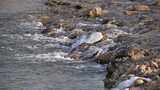 水 河流 小溪 风景 水流 河道 河 风光高清在线视频素材下载