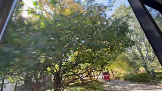 植物园坐观光游览车第一视角树木植物红叶