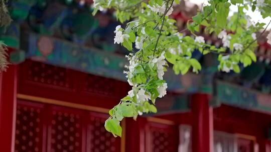 春天中国北京故宫博物院内绽放的梨花