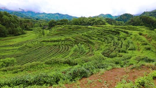 陕南大山里绿色茶园，太美太壮观了！