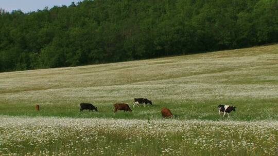 在牧场上吃草的牛群