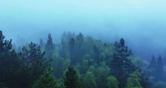 飞越云雾缭绕的森林