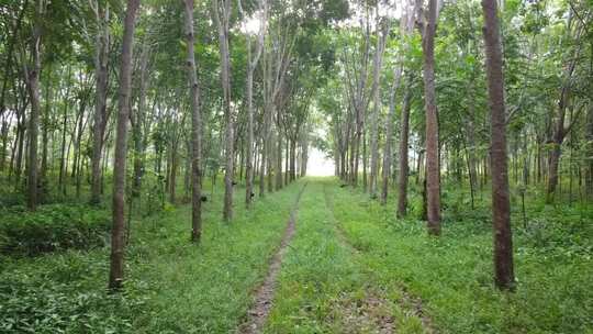 走在橡胶树种植园