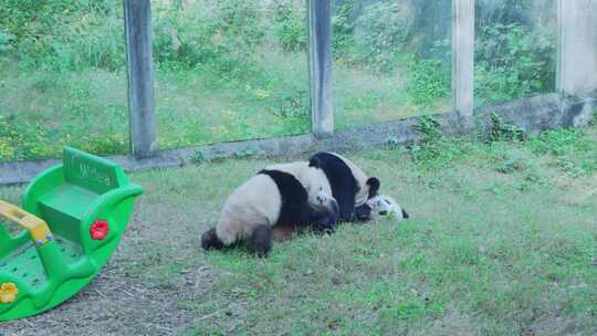 国宝大熊猫视频素材模板下载