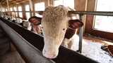 牛 养殖场 养牛 牛场 黄牛高清在线视频素材下载