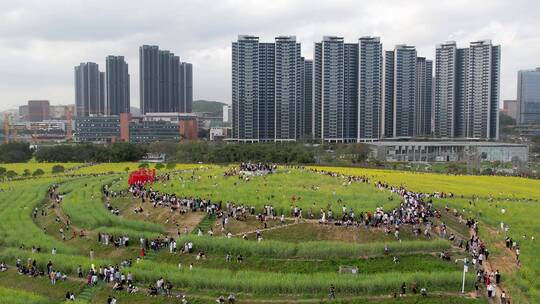 油菜花地高铁航拍