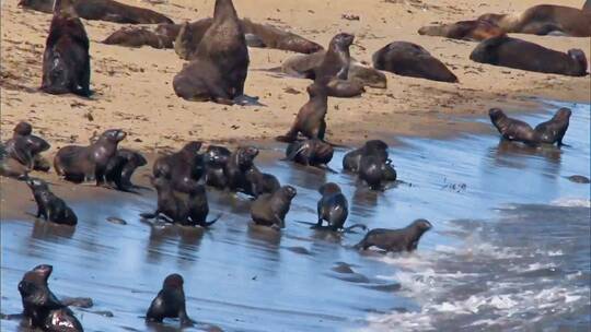 普里比洛夫群岛海滩上的北海豹幼崽