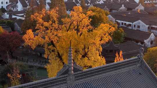 浙江嘉兴梅花洲石佛寺千年银杏航拍