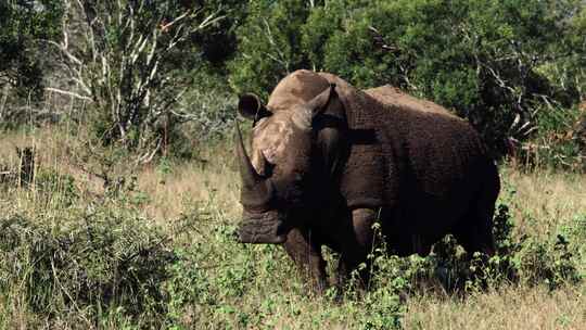 White Rhino，犀牛Safari