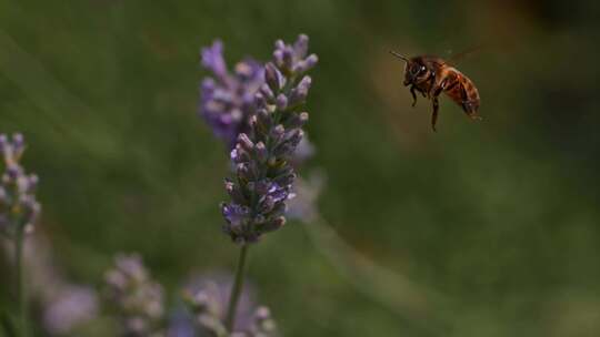 蜜蜂采蜜微距特写慢镜头薰衣草花中的蜜蜂