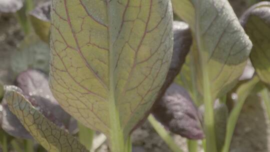 植物嫩苗紫罗兰油菜温室微距拍摄LOG素材视频素材模板下载
