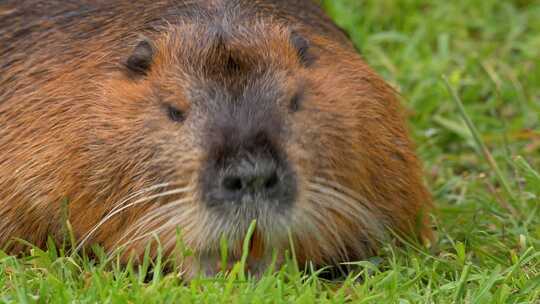 海狸鼠、食草动物、Coypu、啮齿动物