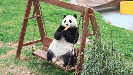 坐在秋千上吃竹笋的国宝大熊猫太可爱了
