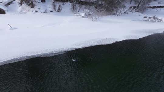 冬季喀纳斯晨雾雪蘑菇雾凇冰河野鸭雪山森林