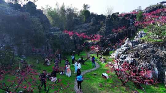 桃花树桃花林桃花山