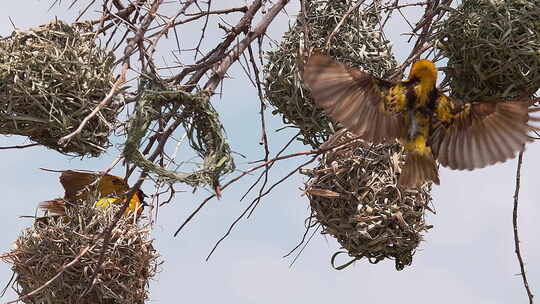 乡村织工，cucullatus，雄性挂在鸟巢上，展示以吸引雌性