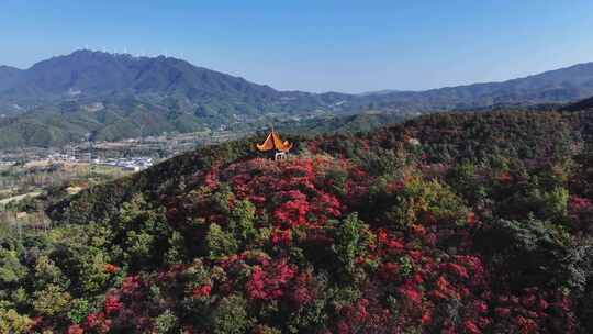 秋天霜降满山红叶航拍