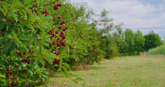 Cherrys，树，叶子，树枝