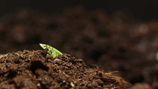 种子生根发芽植物生长生命生长