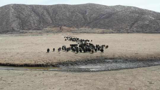 西藏雪景牦牛 航拍 4K