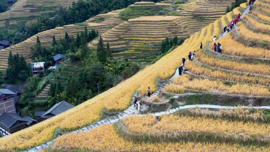 航拍 龙脊梯田金秋稻田旅行风光