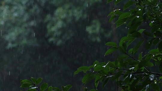 江南春天春雨雨滴绿色植物升格空镜视频素材模板下载