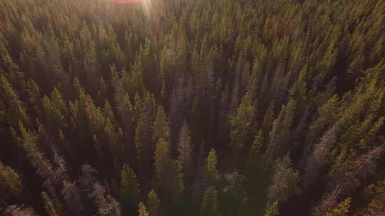 俄勒冈森林的日落鸟瞰图