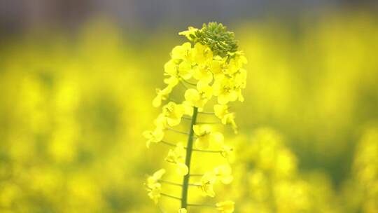 油菜花特写乡村风吹油菜花自然风光