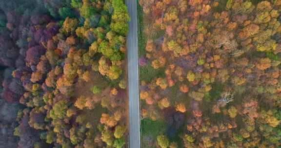 道路，森林，松树，风景