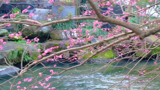 植物园公园梅花花朵开花春天风景视频素材