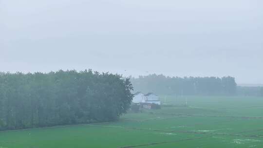 航拍农村白鹭觅食树林鸟类栖息地湿地农田