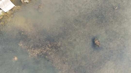 炎热夏天河里鱼缺氧浮出水面航拍