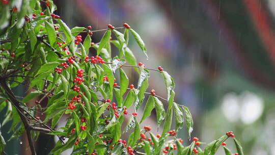 古建筑屋檐雨滴视频素材模板下载