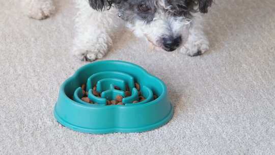 狗躺在地毯上，在家吃蓝色碗里的干粮，慢慢