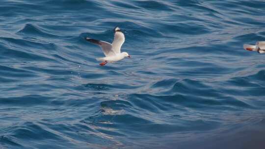 海鸥在海面飞翔升格
