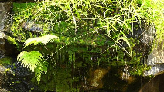 洞顶石头植物苔藓滴水泉水流水矿物质水资源视频素材模板下载