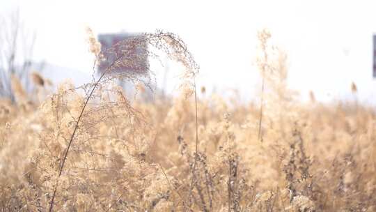 芦苇 空地 草 芦叶