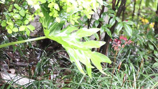 春天雨季大雨唯美雨打植物实景视频素材模板下载