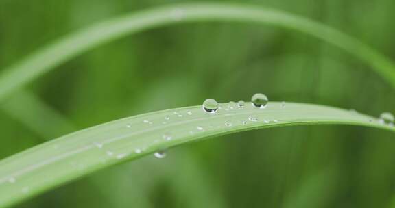 叶子上的露珠水珠雨珠特写